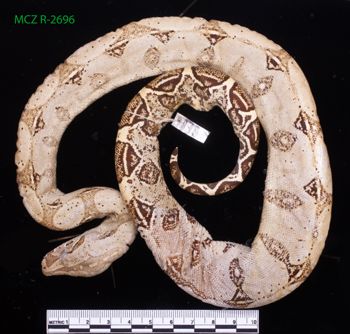 Media type: image;   Herpetology R-2696 Description: Specimen photo;  Aspect: whole body dorsal